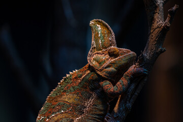 Chameleon Furcifer pardalis Ambolobe 2 years old, Madagascar endemic Panther chameleon in angry...