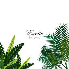 Palm green leaves on white background, exotic abstract palm leaves