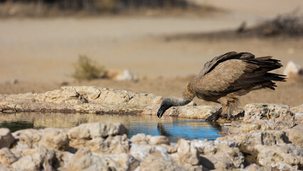 a white backed vulture drinking water