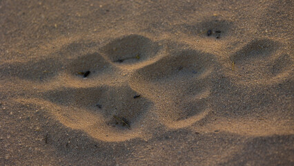 a lion paw print, track, in the sand.