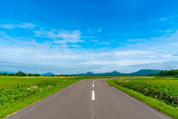 Rural asphalt road among the fields in summer season