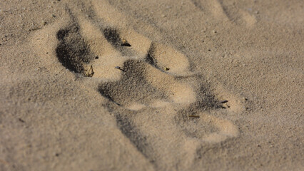 a lion paw print, track, in the sand.