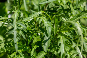 Rocket, also known as arugula, growing in the summer sunshine