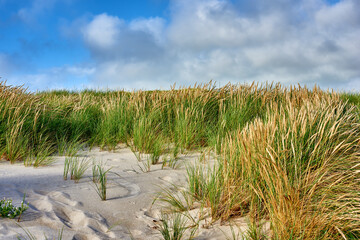 Nature, beach sand and landscape, travel with environment and coastal location in Denmark. Fresh air, grass and land with seaside destination and greenery, outdoor and natural scenery with blue sky