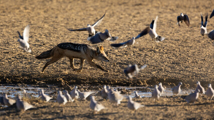 a black backed jackal hunting doves at a waterhole