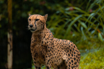 Cheetah portrait with a head on view