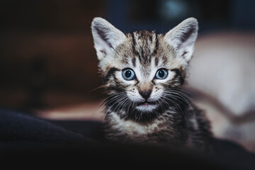Portrait d'un adorable petit chaton rayé tigré aux yeux bleus