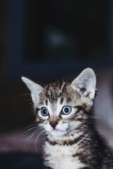 Fototapeta na wymiar Portrait d'un adorable petit chaton rayé tigré aux yeux bleus