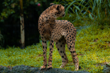 A cheetah standing alone in its natural habitat