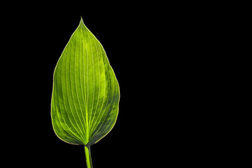 Green leaf of Hosta Plantain Lily isolated on black background, minimalistic tropical style