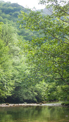 Hojas verdes en copas de árboles en bosque de Asturias en primavera
