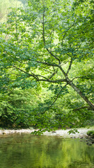 Obraz premium Hojas verdes en copas de árboles en bosque de Asturias en primavera