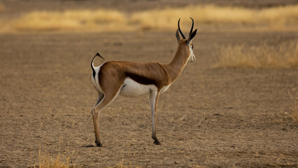 springbok ewe with her tail up