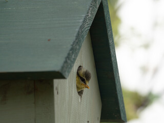 Blue Tit Baby
