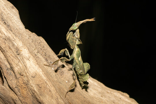 Ghost mantis (Phyllocrania paradoxa) displaying leaf-like camouflage