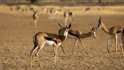 a big herd of springbuck 