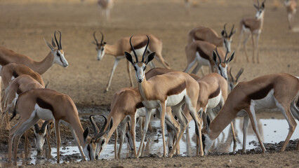 a herd of springbok at the waterhole