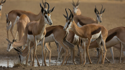 a herd of springbok at the waterhole