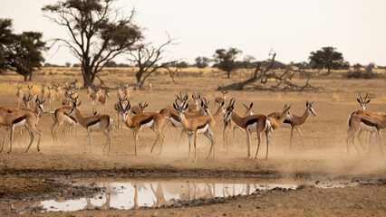 Fototapeta na wymiar a herd of springbok at the waterhole