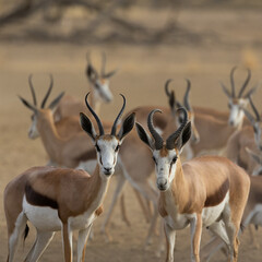 an approaching herd of springbok in the dry season