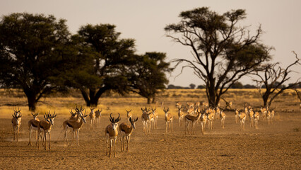 an approaching herd of springbok in the dry season