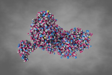 Penicillin-binding protein 2X (PBP 2X) acyl-enzyme complex from Streptococcus pneumoniae. Space-filling molecular model. Rendering based on protein data bank entry 2zc3. 3d illustration