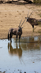 a Gemsbok at the waterhole