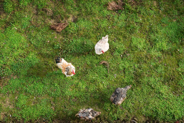 Domestic chickens walk on green grass, top view.