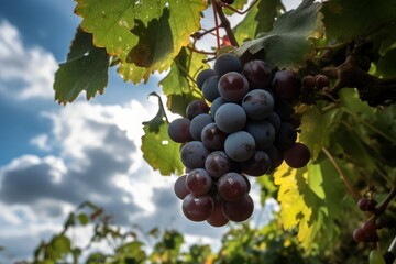 Fototapeta premium Grapes branch sky. Generate Ai