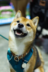 close up lovely white brown Shiba Inu dog looking up with cute face in the dog cart in pet expo hall