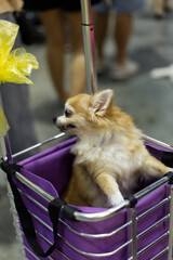 close up lovely Pomeranian dog looking up with cute face