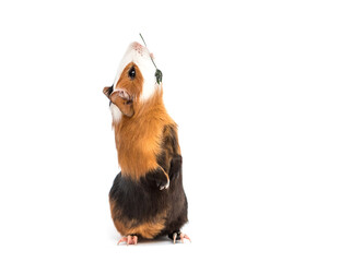 guinea pig stands on its hind legs - obrazy, fototapety, plakaty