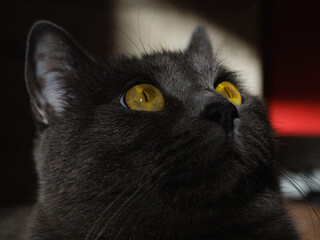 Grey shorthair British cat with bright green eyes. Cat portrait. Green cat eyes on a dark background, close-up. Pet, background, screensaver, cover. Beautiful cat face