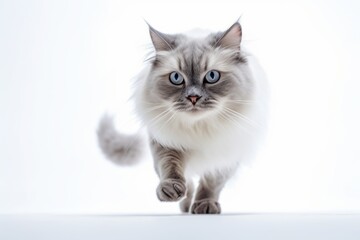 Obraz premium Environmental portrait photography of a curious ragdoll cat running against a white background. With generative AI technology