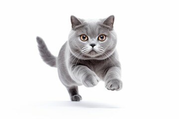 Fototapeta premium Full-length portrait photography of a cute british shorthair cat hopping against a white background. With generative AI technology