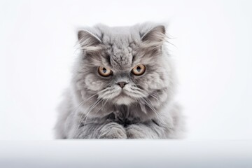 Close-up portrait photography of a cute selkirk rex cat crouching against a white background. With generative AI technology