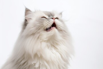 Medium shot portrait photography of a smiling himalayan cat scratching against a white background. With generative AI technology