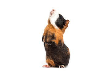 guinea pig stands on its hind legs on a white background - obrazy, fototapety, plakaty