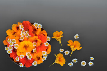 Feverfew and nasturtium flowers for herbal plant medicine, food decoration, tea and seasoning. Used to treat colds and flu and boost immune system. On gradient grey.