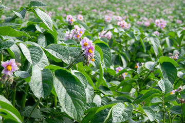 Light violet blooming potato flowers with green leaves on a farm field close-up. Green bushes of flowering potatoes. Growing potatoes in the countryside. Blurred background - Powered by Adobe