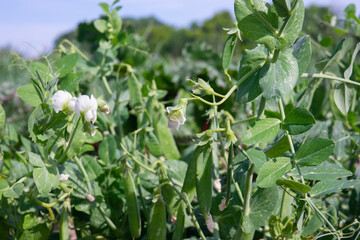 Flowering green peas close-up. Pods with green peas ripen in a pea field. Blurred background