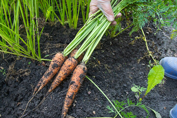 A woman holds a bunch of fresh unwashed carrots in her hand against the background of the soil. Harvest concept