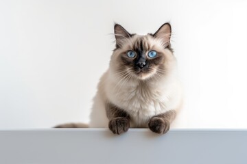 Environmental portrait photography of a smiling sacred birman cat climbing against a minimalist or empty room background. With generative AI technology