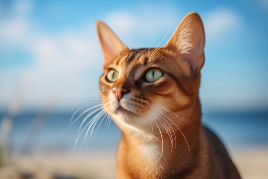 Headshot portrait photography of a curious abyssinian cat back-arching against a beach background. With generative AI technology