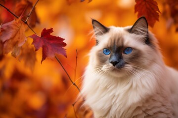 Naklejka na ściany i meble Environmental portrait photography of a bored ragdoll cat meowing against an autumn foliage background. With generative AI technology