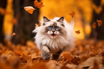 Naklejka na ściany i meble Environmental portrait photography of a happy ragdoll cat sprinting against an autumn foliage background. With generative AI technology