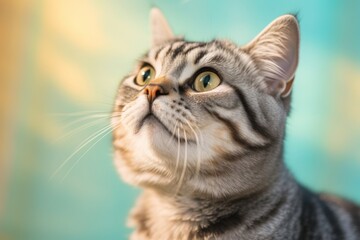 Fototapeta premium Close-up portrait photography of a curious american shorthair cat playing against a pastel or soft colors background. With generative AI technology