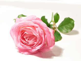 Flower, isolated pink rose and against a white background for blossom. Natural beauty floral or plant, stem valentine gift or green leafs with petal and flowers against a studio backdrop alone