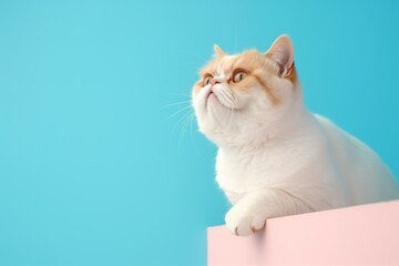 Lifestyle portrait photography of a curious exotic shorthair cat climbing against a pastel or soft colors background. With generative AI technology