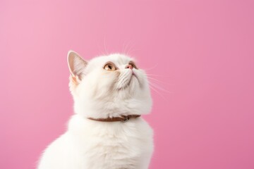 Studio portrait photography of a curious exotic shorthair cat scratching against a pastel or soft colors background. With generative AI technology